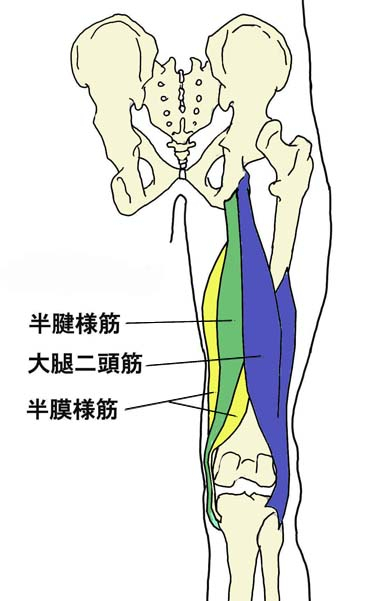 大腿二頭筋腱